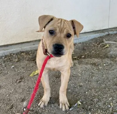 Tokyo - Pit Bull Terrier
