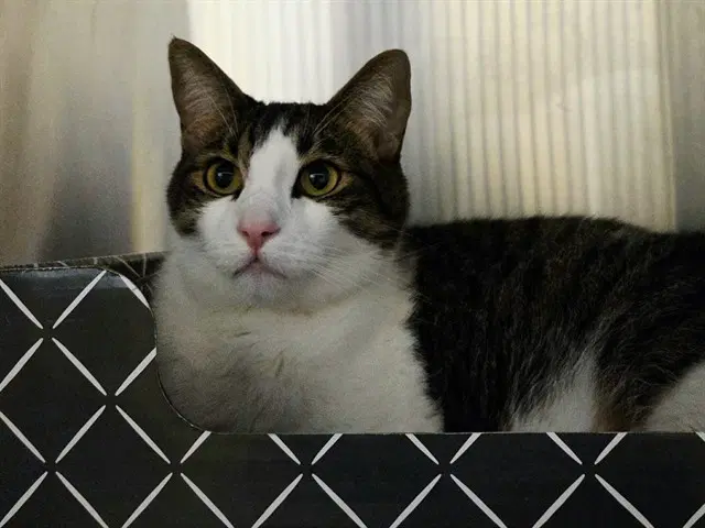 Brian - Domestic Short Hair