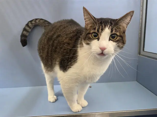 Brian - Domestic Short Hair