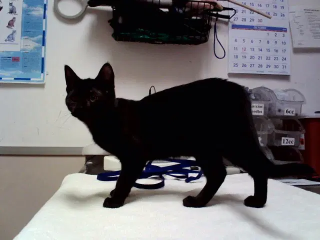 Unknown - Domestic Short Hair
