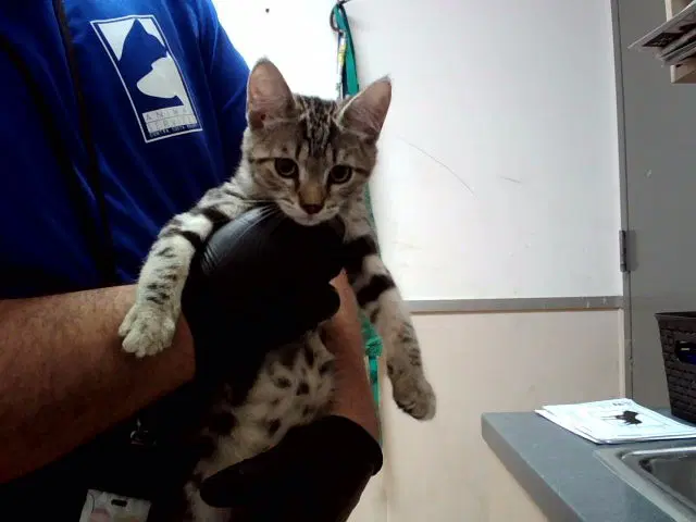 Unknown - Domestic Short Hair