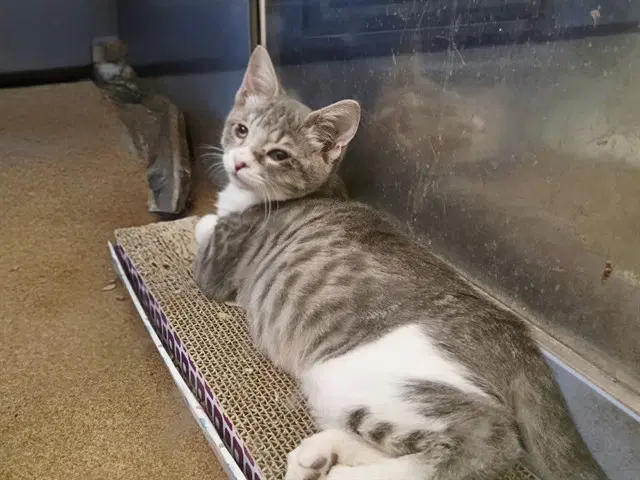 Unknown - Domestic Short Hair