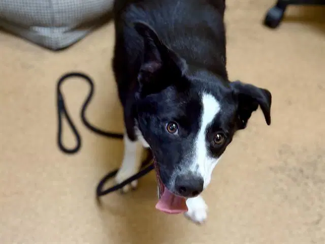 Oreo - Border Collie