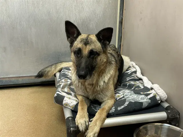 Nova - German Shepherd Dog