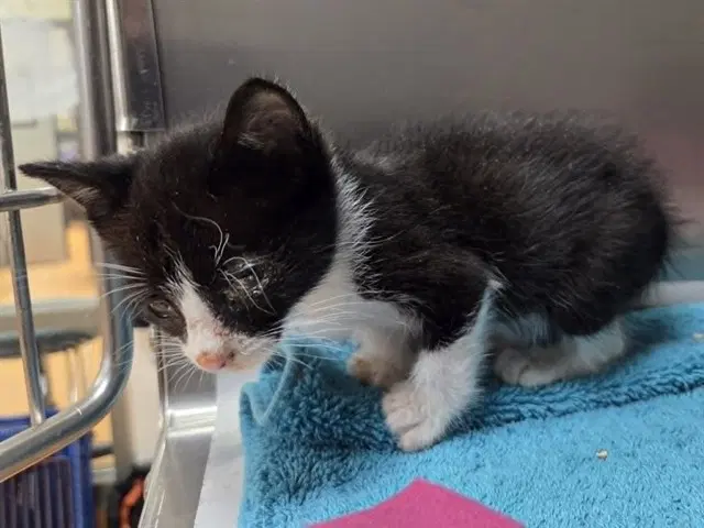 Stevie - Domestic Short Hair
