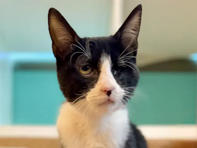 Stevie - Domestic Short Hair