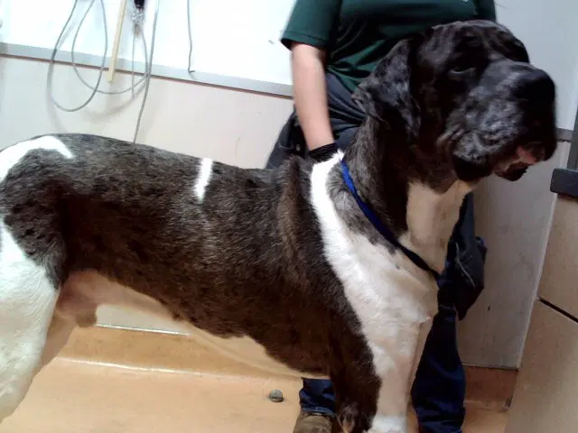 Clint - Great Dane