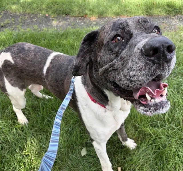 Clint - Great Dane