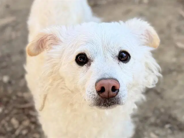 Cash - Terrier