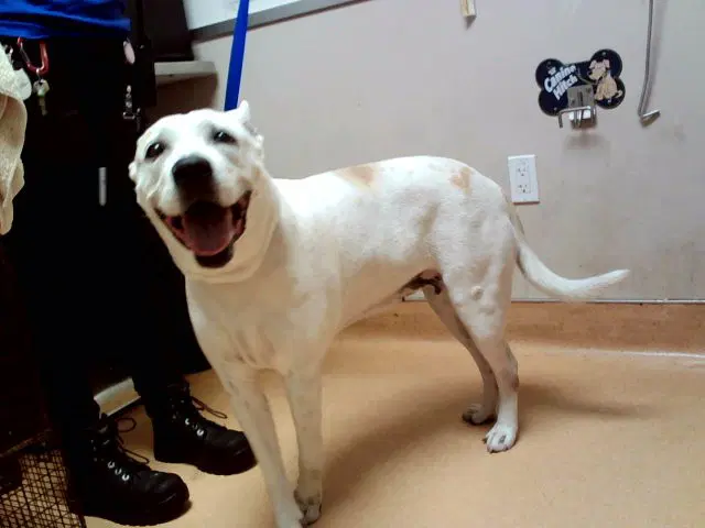 Annie - Pit Bull Terrier