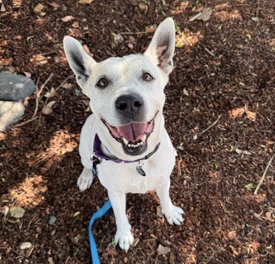 ANNIE, a dog for adoption from Contra Costa Animal Services