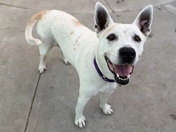 Annie - Australian Cattle Dog/Blue Heeler