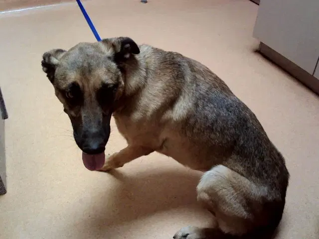 Wrangler - German Shepherd Dog