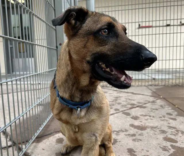 Wrangler - German Shepherd Dog