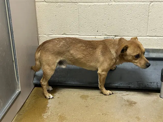 Cookie Monster - Chihuahua