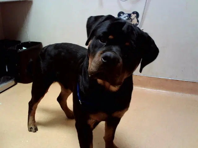 Unknown - Rottweiler