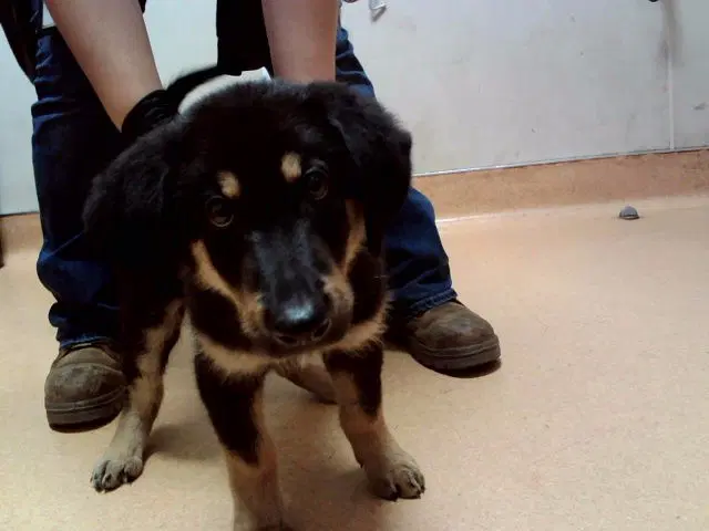 Grover - German Shepherd Dog