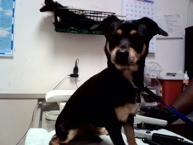 Kermit - Terrier