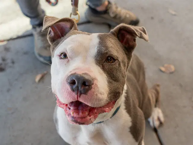 Petey - Pit Bull Terrier