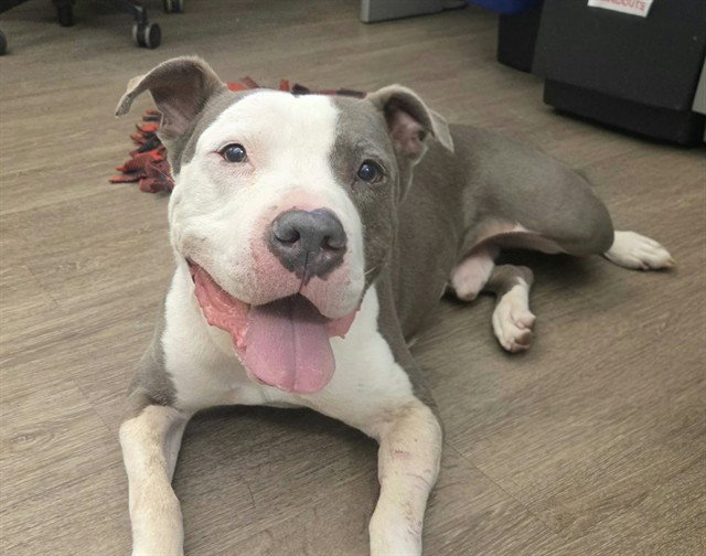 PETEY