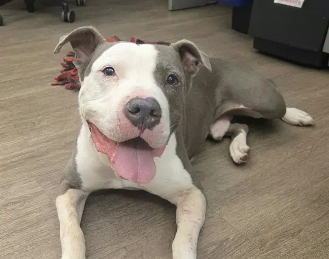 Petey - Pit Bull Terrier