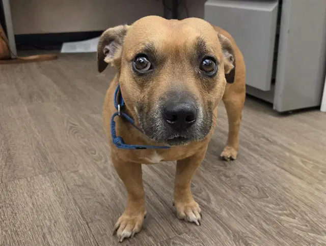 Gus - Terrier
