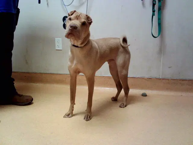 Raptor - Chinese Shar-Pei