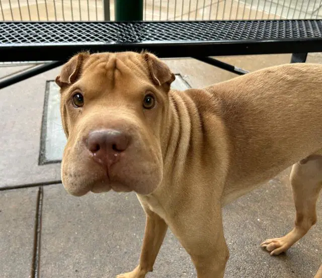 Raptor - Chinese Shar-Pei