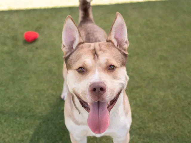 Asteroid - Pit Bull Terrier
