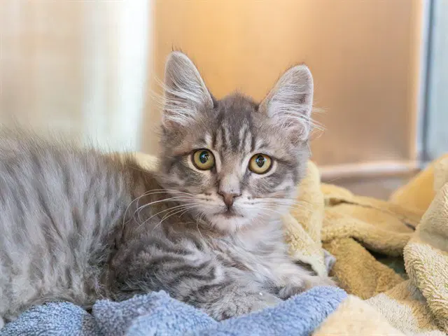 Unknown - Domestic Medium Hair