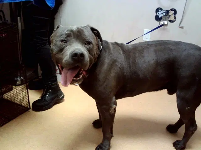 Raphael - Pit Bull Terrier