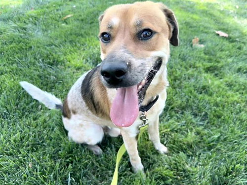 MICHELANGELO, a dog for adoption from Contra Costa Animal Services