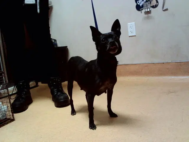 Negra - Chihuahua