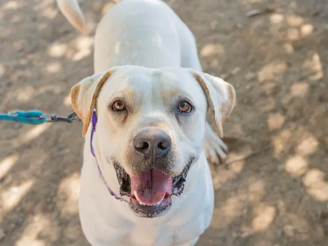 Bruno - Pit Bull Terrier