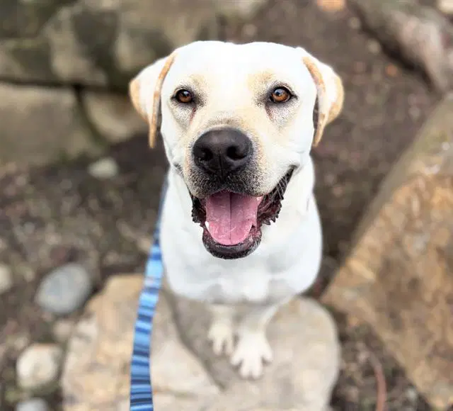 Bruno - Labrador Retriever