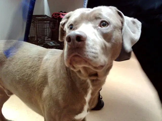 Max - Pit Bull Terrier