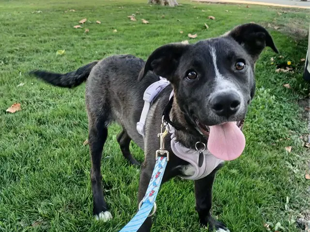 Chase - Australian Cattle Dog/Blue Heeler