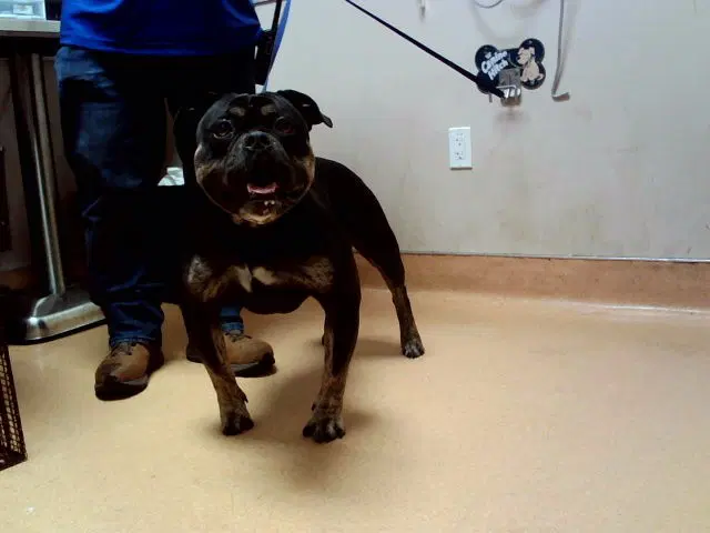 Tyrus - Pit Bull Terrier