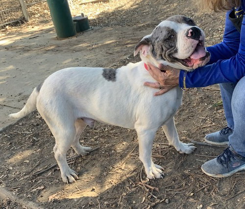 KICKBOX, a dog for adoption from Contra Costa Animal Services