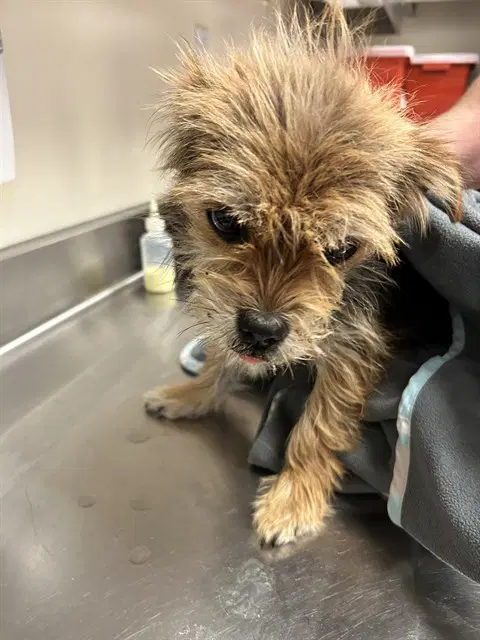 Tai Chi - Yorkshire Terrier Yorkie