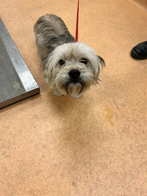 Scooter - Shih Tzu