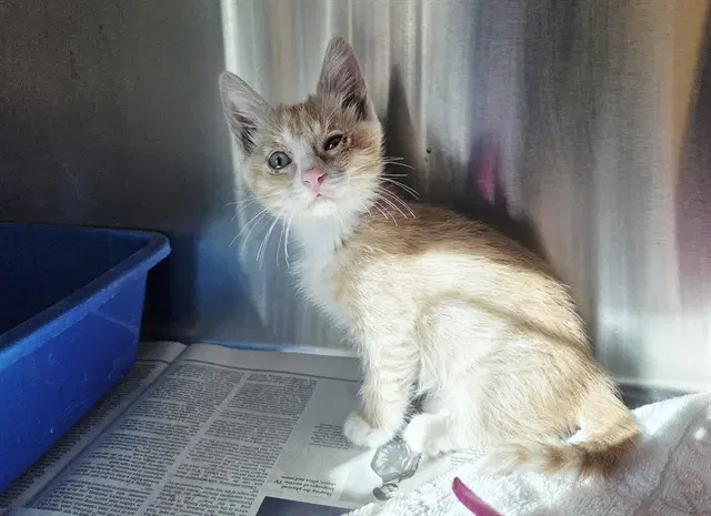 Unknown - Domestic Short Hair