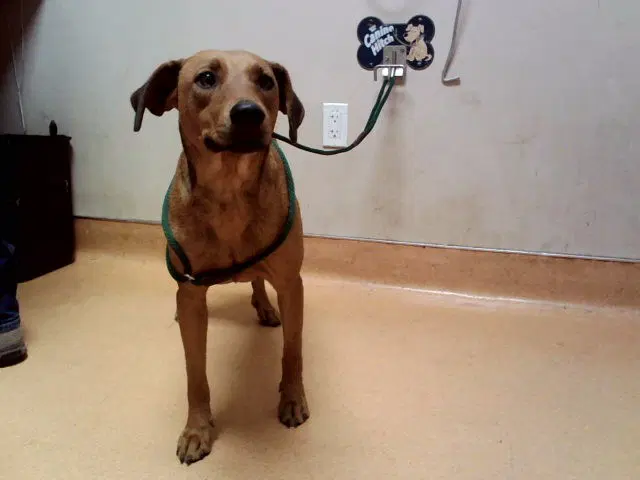 Zumba - Labrador Retriever