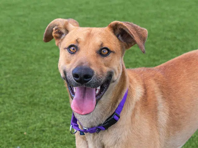 Randy - Black Mouth Cur