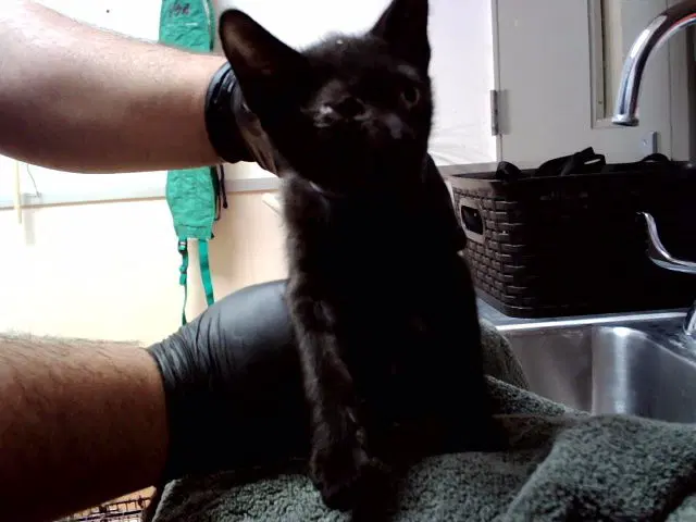 Joseph - Domestic Short Hair