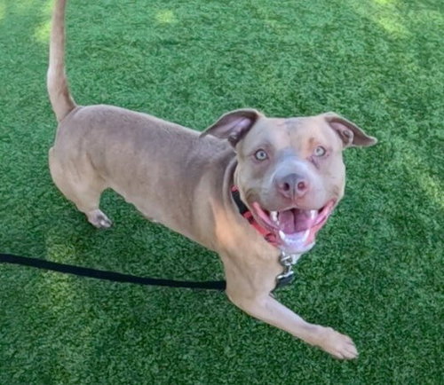 SIMBA, a dog for adoption from Contra Costa Animal Services