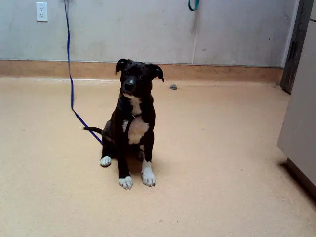 Kuromi - Pit Bull Terrier