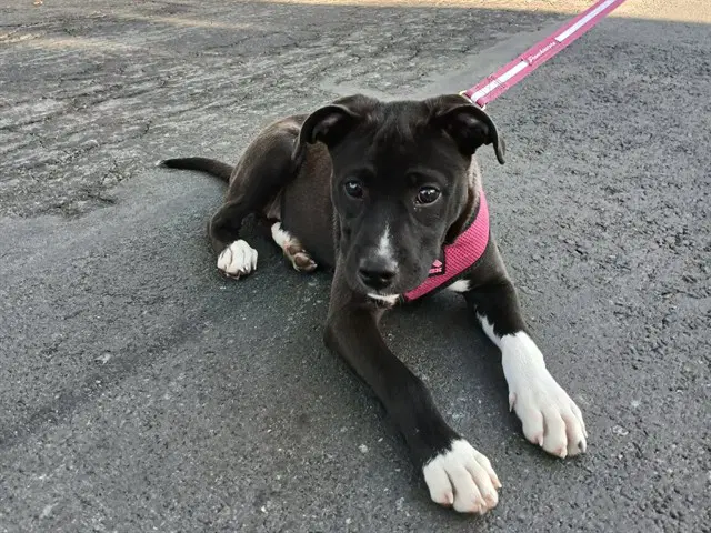 Kuromi - Pit Bull Terrier