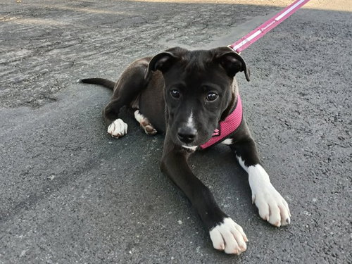 KUROMI, a dog for adoption from Contra Costa Animal Services