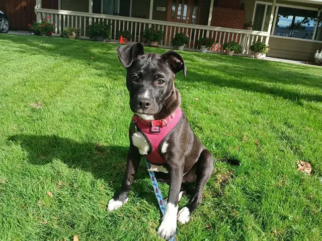 Kuromi - Pit Bull Terrier